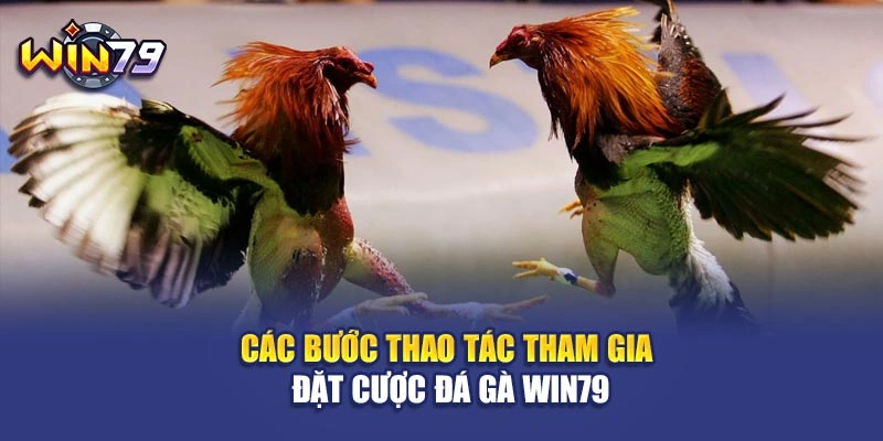 Các bước thao tác tham gia đặt cược đá gà Win79