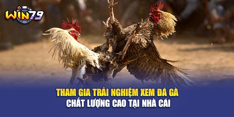 Tham gia trải nghiệm xem đá gà chất lượng cao tại nhà cái